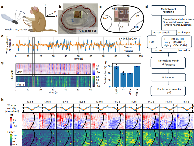 图丨行为性非人灵长类动物运动皮层的 BISC 记录（来源：Nature Electronics）